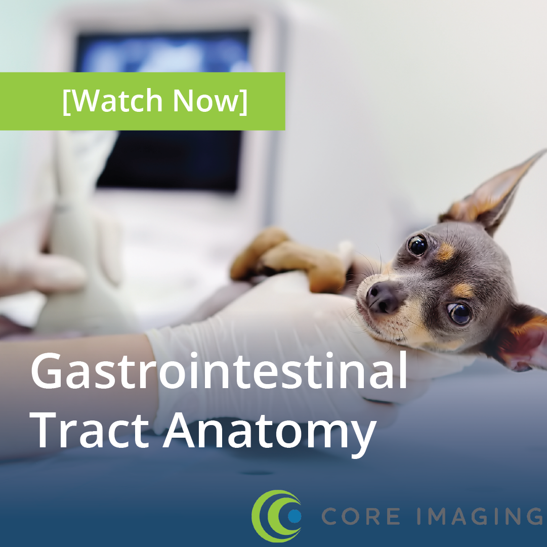 Case Webinar: Gastrointestinal Tract Anatomy Part 2